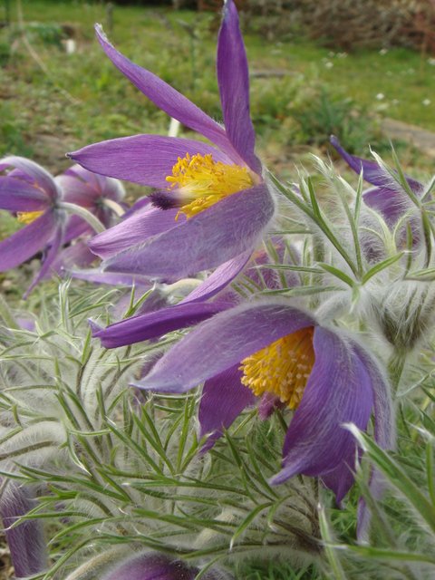 Pulsatilla vulgaris fleur